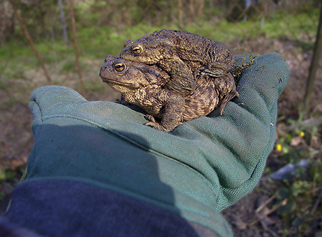 Kliknij na zdjęcie, żeby zobaczyć w pełnych wymiarach