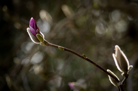 Kliknij na zdjęcie, żeby zobaczyć w pełnych wymiarach