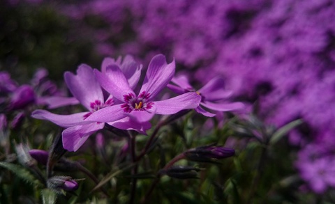 Kliknij na zdjęcie, żeby zobaczyć w pełnych wymiarach