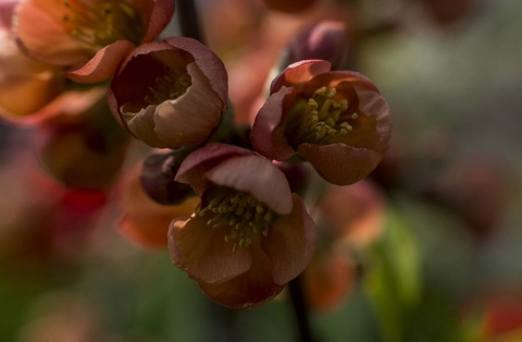 Kliknij na zdjęcie, żeby zobaczyć w pełnych wymiarach