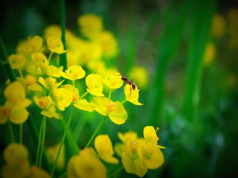 Kliknij na zdjęcie, żeby zobaczyć w pełnych wymiarach