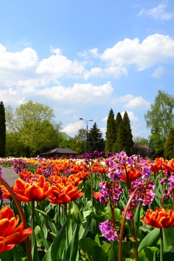 Kliknij na zdjęcie, żeby zobaczyć w pełnych wymiarach