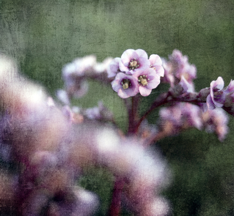 Kliknij na zdjęcie, żeby zobaczyć w pełnych wymiarach