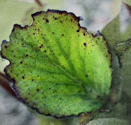 Kliknij na zdjęcie, żeby zobaczyć w pełnych wymiarach