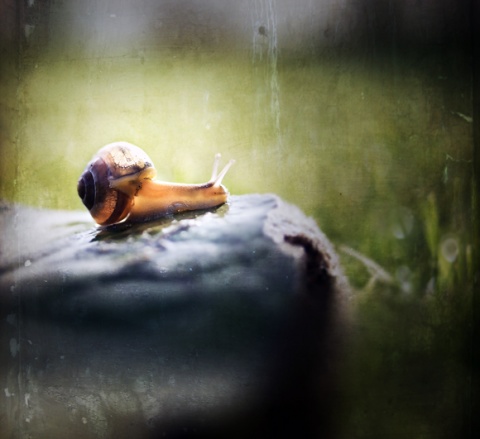 Kliknij na zdjęcie, żeby zobaczyć w pełnych wymiarach