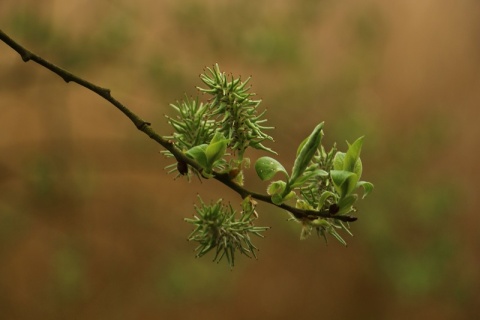 Kliknij na zdjęcie, żeby zobaczyć w pełnych wymiarach