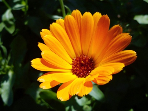 Kliknij na zdjęcie, żeby zobaczyć w pełnych wymiarach