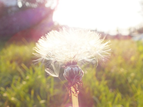 Kliknij na zdjęcie, żeby zobaczyć w pełnych wymiarach