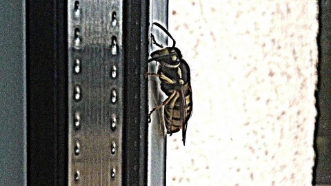 Kliknij na zdjęcie, żeby zobaczyć w pełnych wymiarach