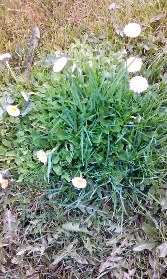 Kliknij na zdjęcie, żeby zobaczyć w pełnych wymiarach