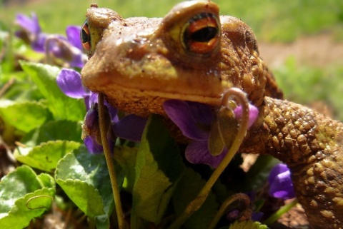 Kliknij na zdjęcie, żeby zobaczyć w pełnych wymiarach