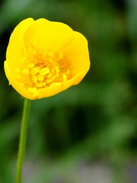 Kliknij na zdjęcie, żeby zobaczyć w pełnych wymiarach