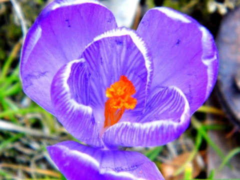 Kliknij na zdjęcie, żeby zobaczyć w pełnych wymiarach