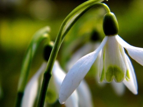 Kliknij na zdjęcie, żeby zobaczyć w pełnych wymiarach