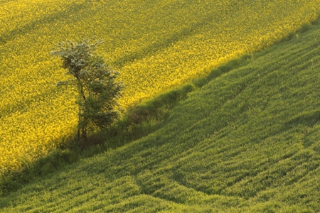 Kliknij na zdjęcie, żeby zobaczyć w pełnych wymiarach