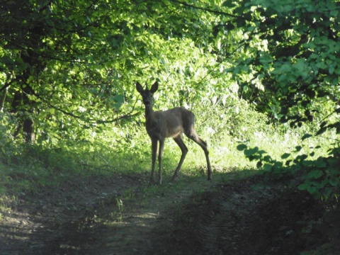 Kliknij na zdjęcie, żeby zobaczyć w pełnych wymiarach