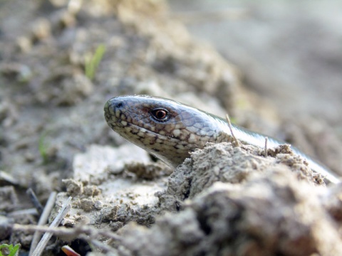 Kliknij na zdjęcie, żeby zobaczyć w pełnych wymiarach