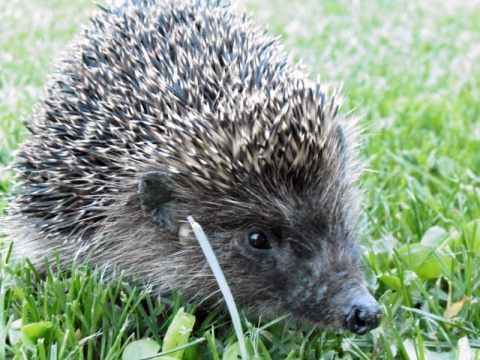 Kliknij na zdjęcie, żeby zobaczyć w pełnych wymiarach