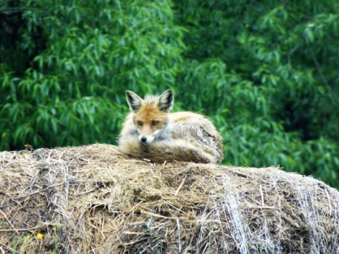 Kliknij na zdjęcie, żeby zobaczyć w pełnych wymiarach