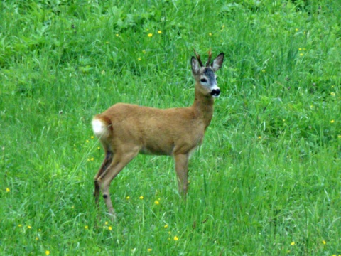 Kliknij na zdjęcie, żeby zobaczyć w pełnych wymiarach