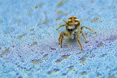 Kliknij na zdjęcie, żeby zobaczyć w pełnych wymiarach