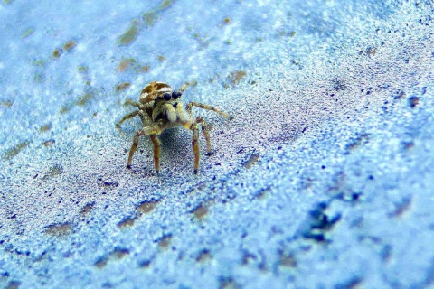Kliknij na zdjęcie, żeby zobaczyć w pełnych wymiarach