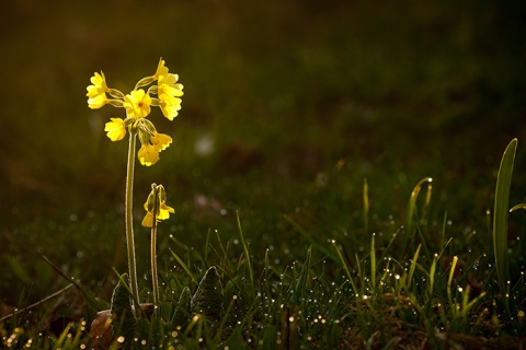 Kliknij na zdjęcie, żeby zobaczyć w pełnych wymiarach