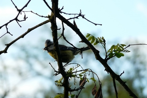 Kliknij na zdjęcie, żeby zobaczyć w pełnych wymiarach