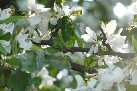 Kliknij na zdjęcie, żeby zobaczyć w pełnych wymiarach