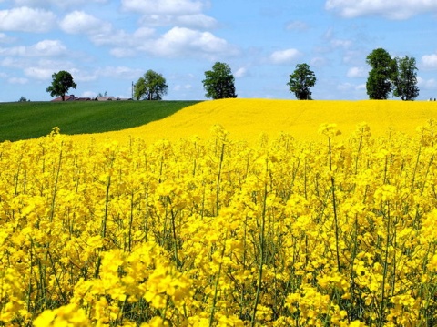 Kliknij na zdjęcie, żeby zobaczyć w pełnych wymiarach