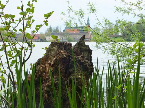 Kliknij na zdjęcie, żeby zobaczyć w pełnych wymiarach
