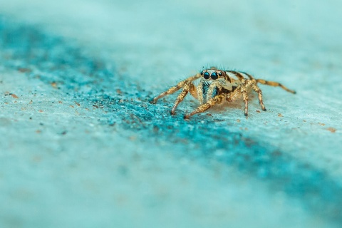 Kliknij na zdjęcie, żeby zobaczyć w pełnych wymiarach