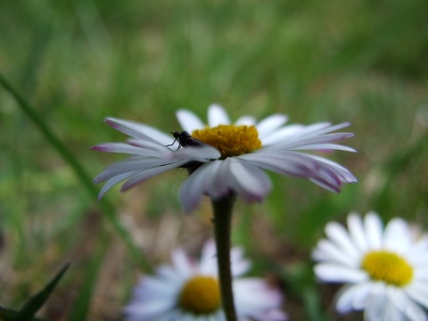 Kliknij na zdjęcie, żeby zobaczyć w pełnych wymiarach