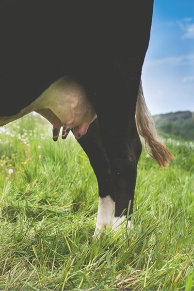 Kliknij na zdjęcie, żeby zobaczyć w pełnych wymiarach