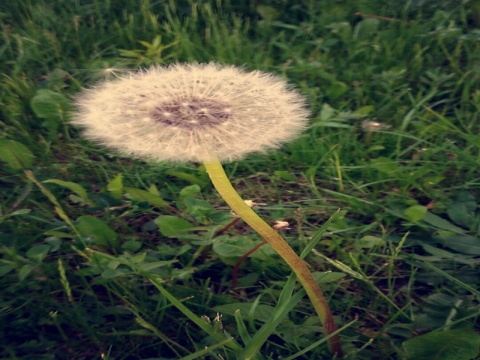 Kliknij na zdjęcie, żeby zobaczyć w pełnych wymiarach