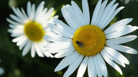 Kliknij na zdjęcie, żeby zobaczyć w pełnych wymiarach