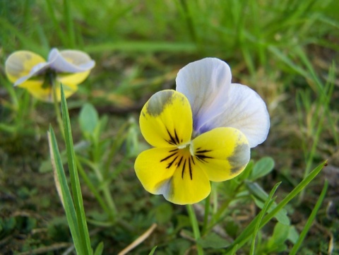 Kliknij na zdjęcie, żeby zobaczyć w pełnych wymiarach