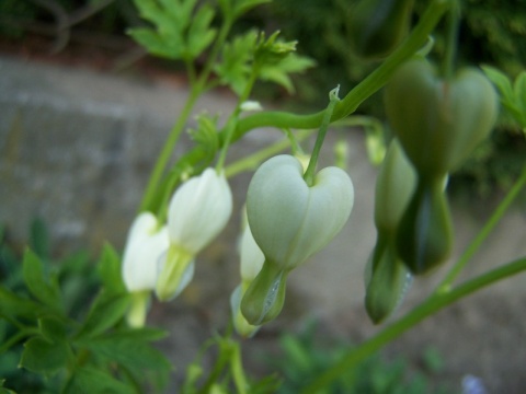 Kliknij na zdjęcie, żeby zobaczyć w pełnych wymiarach