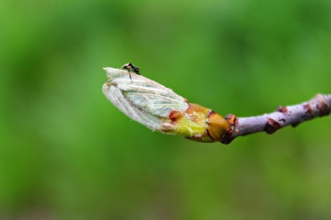 Kliknij na zdjęcie, żeby zobaczyć w pełnych wymiarach