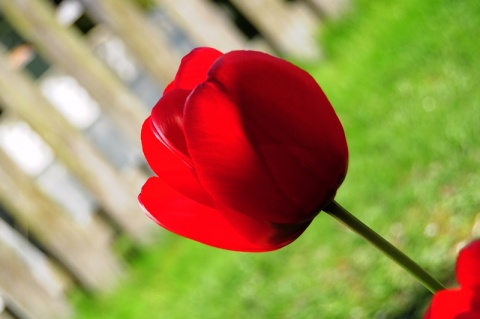 Kliknij na zdjęcie, żeby zobaczyć w pełnych wymiarach