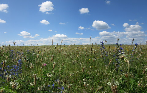 Kliknij na zdjęcie, żeby zobaczyć w pełnych wymiarach