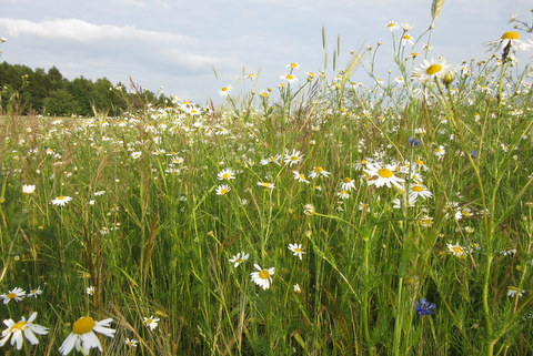 Kliknij na zdjęcie, żeby zobaczyć w pełnych wymiarach