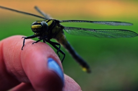 Kliknij na zdjęcie, żeby zobaczyć w pełnych wymiarach