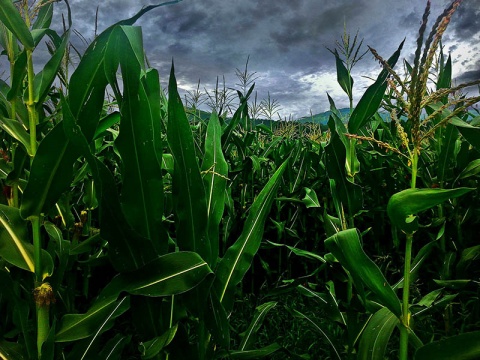 Kliknij na zdjęcie, żeby zobaczyć w pełnych wymiarach