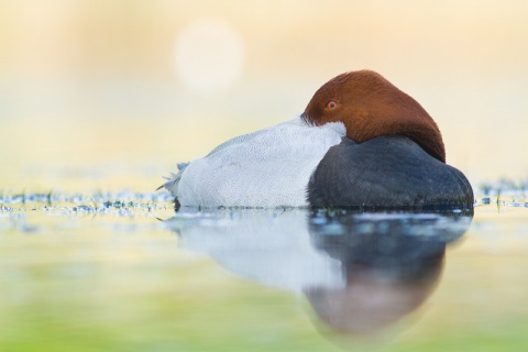 Kliknij na zdjęcie, żeby zobaczyć w pełnych wymiarach