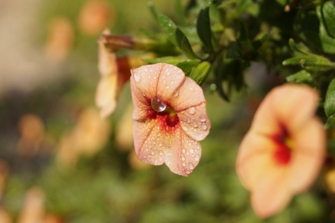 Kliknij na zdjęcie, żeby zobaczyć w pełnych wymiarach