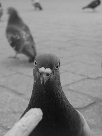 Kliknij na zdjęcie, żeby zobaczyć w pełnych wymiarach