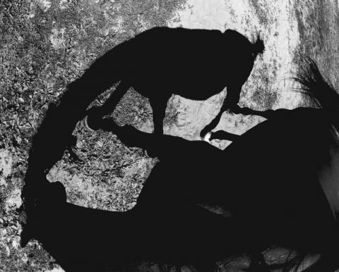 Kliknij na zdjęcie, żeby zobaczyć w pełnych wymiarach