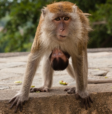 Kliknij na zdjęcie, żeby zobaczyć w pełnych wymiarach