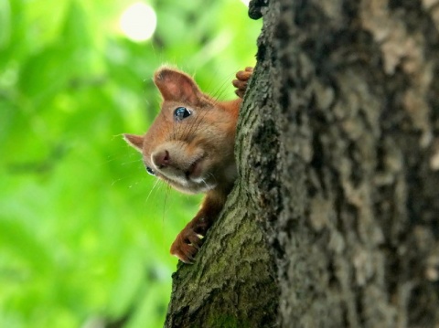 Kliknij na zdjęcie, żeby zobaczyć w pełnych wymiarach